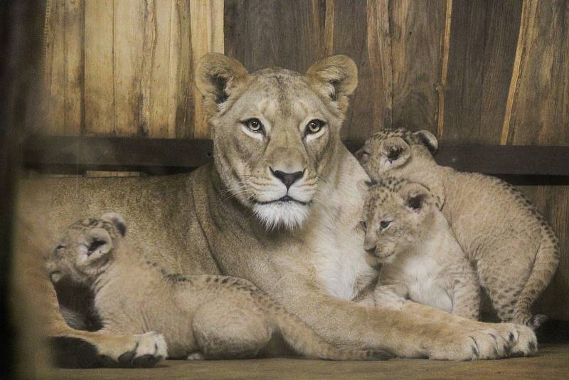 Lvíčata berberská v plzeňské zoo.