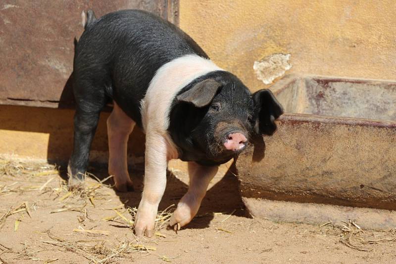 Kůzlata a selata jsou k vidění na statku Lüftnerka v plzeňské zoo.