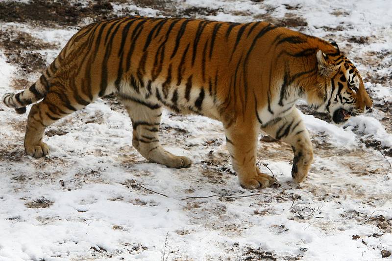 Plzeňská ZOO zaznamenala v loňském roce rekordní návštěvnost.