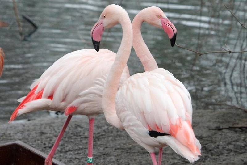 Teplá počasí vylákalo zvířata v Zoo do vnějších výběhů