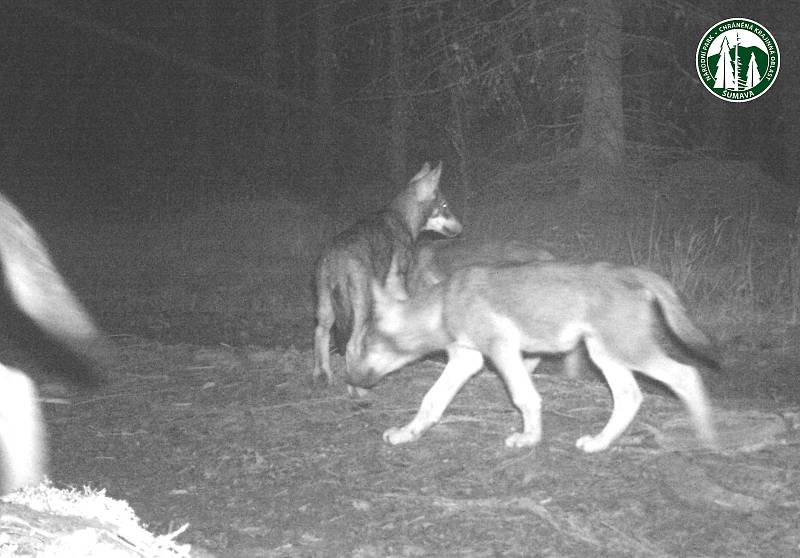 Fotopasti zachytily v posledních měsících na Šumavě kojící vlčici či malá vlčata.