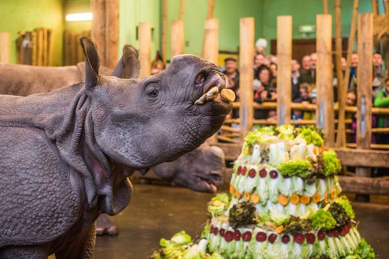 Samice nosorožce indického Maruška dostala k druhým narozeninám speciální dort. Senný korpus byl ozdoben různými druhy zeleniny a ovoce. Společně s matkou Manjulou jej obě samice spořádaly za několik minut.