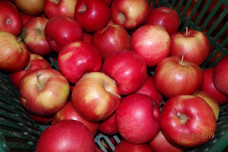 Jablečné sady v Břasích.