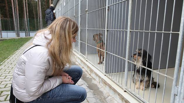 Do útulku pro psy míří během svátků davy lidí - Plzeňský deník