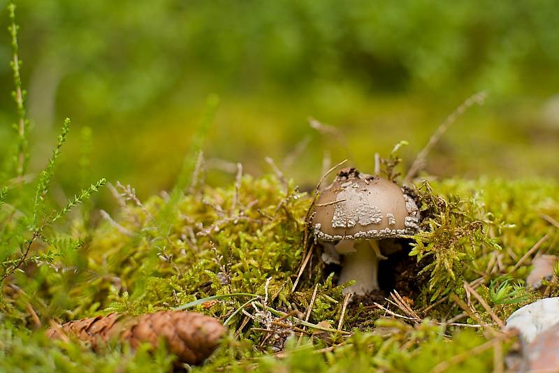 Houbaření na Plzeňsku.