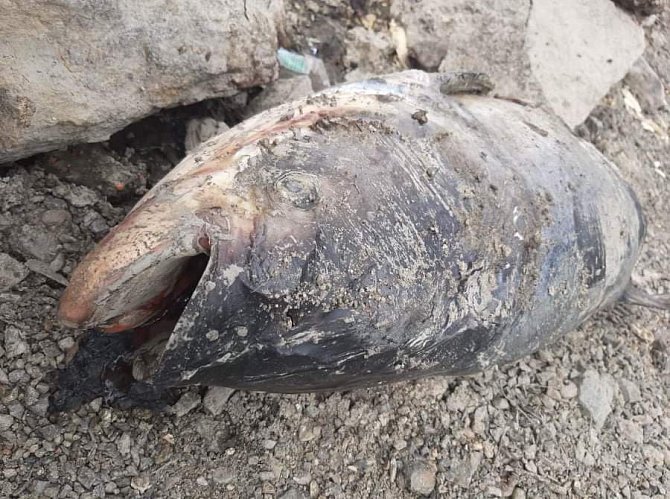 Po výlovu uhynuly tisíce ryb, další umírají v přehradě