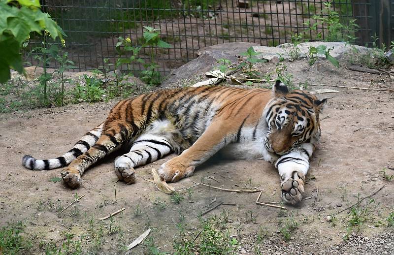 Ve svém výběhu v plzeňské zoo si pomalu zvyká nová tygřice Milashki (na snímku). V nově zrekonstruovaných výbězích doplnila do páru tygra Tibera.