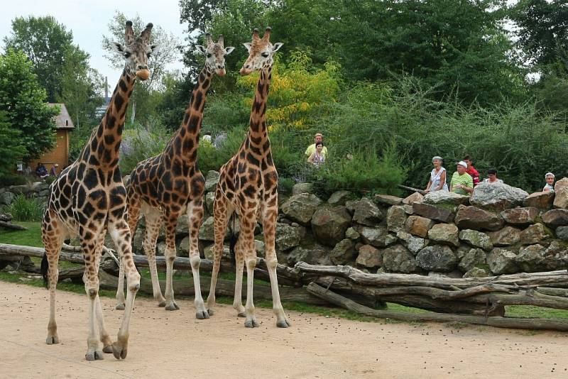 Plzeňská zoo v sobotu oslavila 90. výročí od svého založení