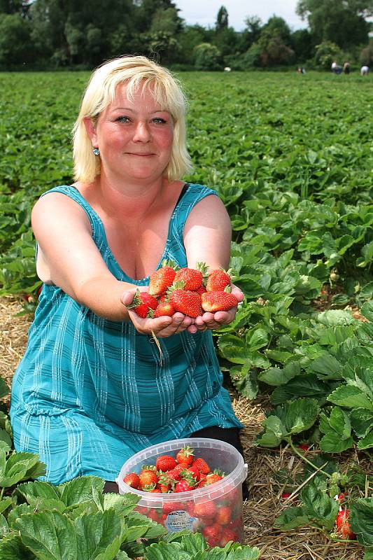 Jahodárna na plantážích mezi Plzní a městkou částí Radčice nabízí prodej jahod i levnější samosběr.