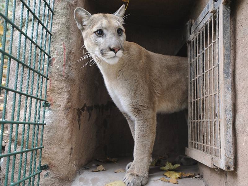 Do plzeňské zoo se vrátily pumy