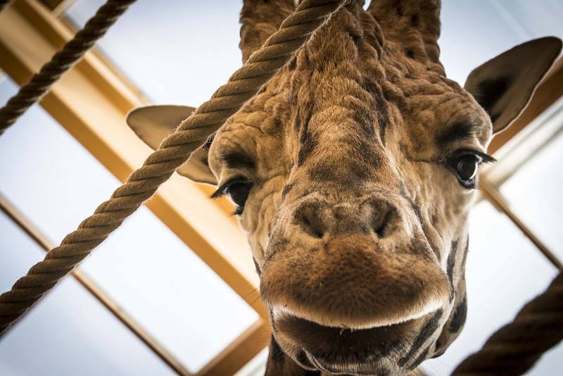 Přípravy na zimu v plzeňské zoo.