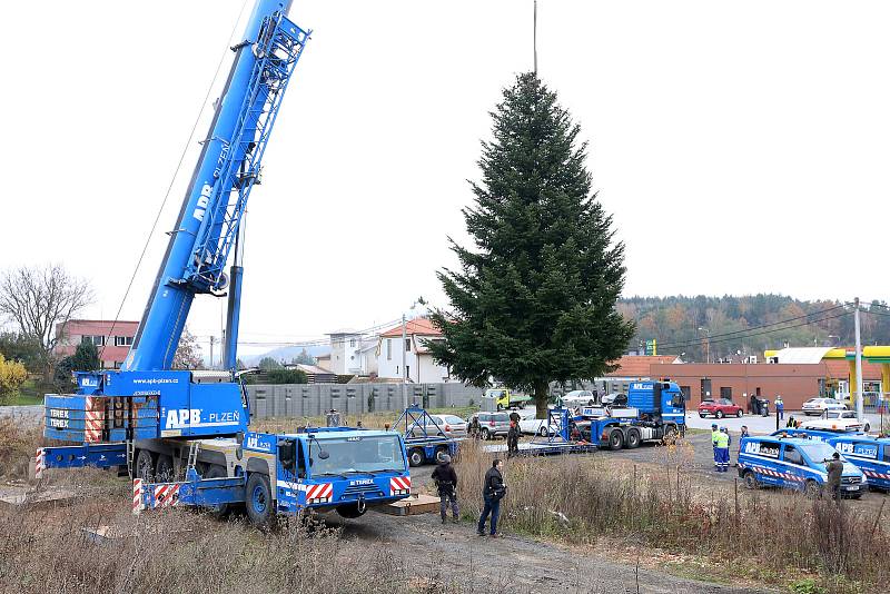 vánoční strom pro Plzeň soukromá zahrada Kařez