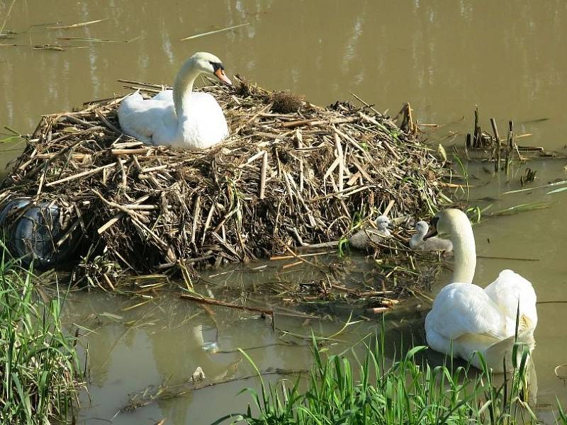 Labutí rodinka v Plzni na řece Radbuze.
