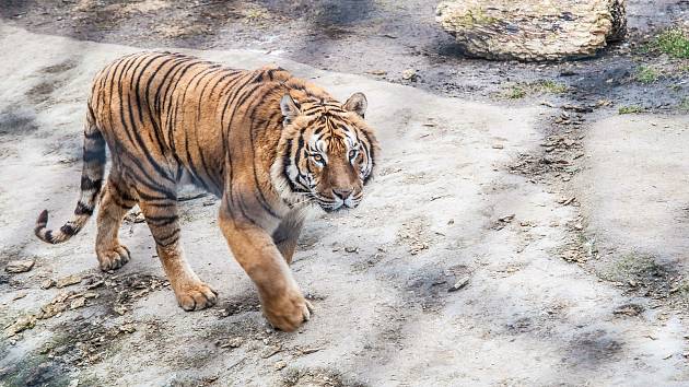 Plaské zoo by pomohl prodej tygrů. Mladé šelmy ale teď nikdo nechce -  Klatovský deník