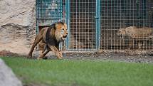 Lvi mají v plzeňské ZOO nový výběh. Lvi berberští jsou v Plzni chováni od roku 2002, kdy vznikl stávající výběh. Při modernizaci byl na 8 metrů rozšířen vodní příkop a doplněny nové části např. separační klec pro lvy, Rajská zahrada či Berberský stan.