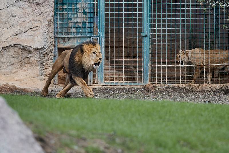 Lvi mají v plzeňské ZOO nový výběh. Lvi berberští jsou v Plzni chováni od roku 2002, kdy vznikl stávající výběh. Při modernizaci byl na 8 metrů rozšířen vodní příkop a doplněny nové části např. separační klec pro lvy, Rajská zahrada či Berberský stan.