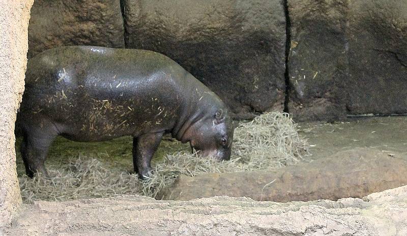 Do plzeňské zoologické zahrady dorazily jenom za sobotu více než dva tisíce návštěvníků.