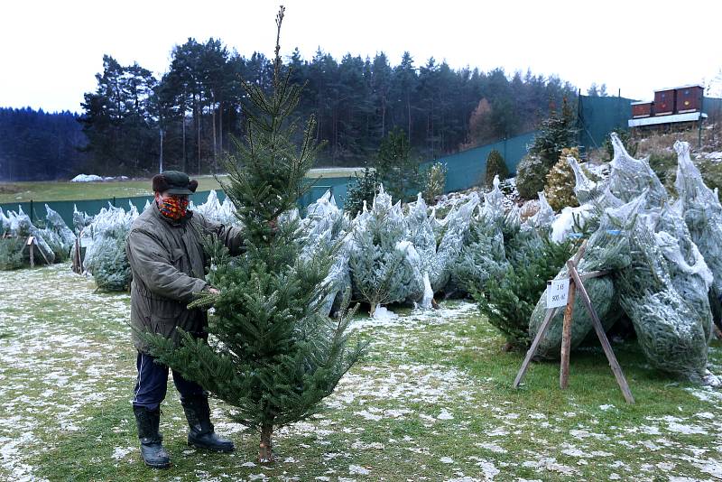 Velký výběr ze stovek vánočních stromků nabízí René Calta v Příšově na severním Plzeňsku.