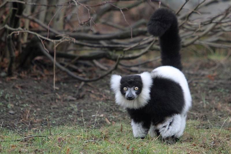 Teplá počasí vylákalo zvířata v Zoo do vnějších výběhů