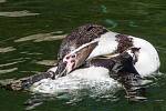 Po ukončení opatření proti ptačí chřipce si mohou návštěvníci užít i oblíbené krmení tučňáků. 