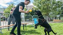 V parku U Bazénu na plzeňském Lochotíně se ve středu sešli milovníci pejsků a také rodiny s dětmi.