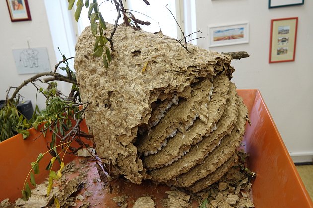 Přírodovědci ze Západočeského muzea v Plzni zkoumají hnízdo sršní asijských.
