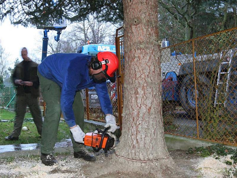 Vánoční strom pro plzeňské náměstí Republiky pochází z Nové Hospody