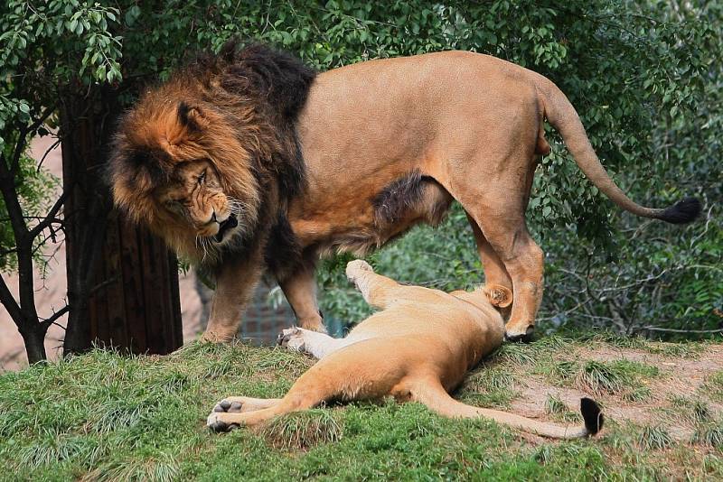 Plzeňská zoo v sobotu oslavila 90. výročí od svého založení