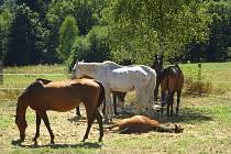 Šest podvyživených koní odebrala veterinární správa nezodpovědné majitelce.