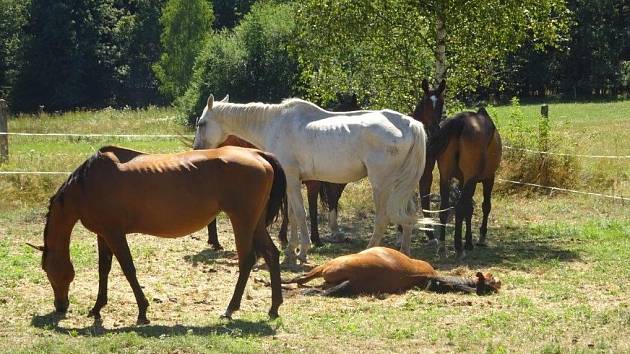 Šest podvyživených koní odebrala veterinární správa nezodpovědné majitelce.
