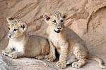 Pojmenování mláďat lva berberského v plzeňské zoo.