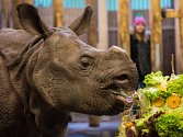Maruška v zoo Plzeň oslavila své 2. narozeniny