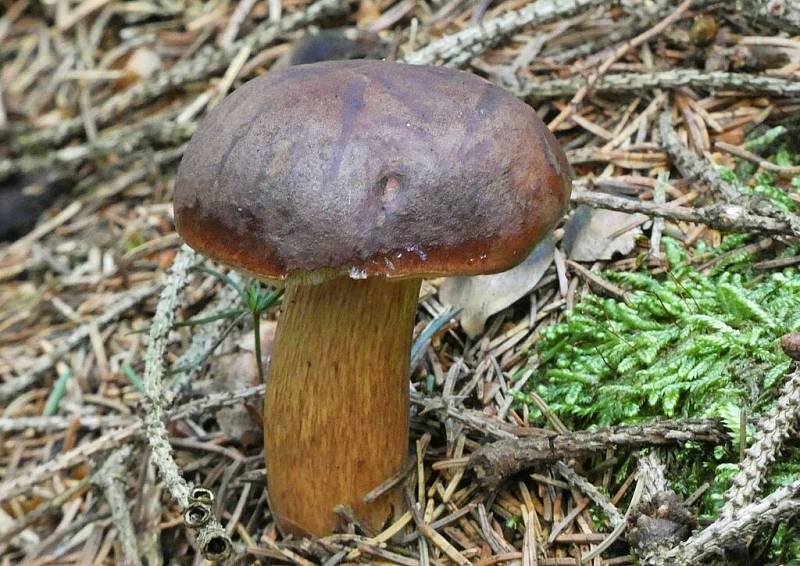 Pokud vyrazíte na houby, pravděpodobně neodejdete s prázdnou