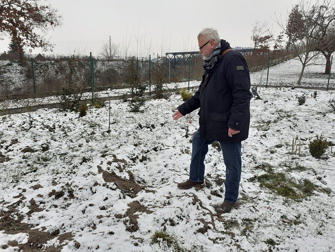 Zpustošený pozemek. Po útoku divočáků, kteří obrátili naruby zahradu v Plzni na Valše, už Jindřich Čech pěstovat cibuloviny nehodlá.