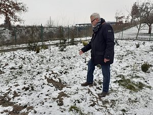 Zpustošený pozemek. Po útoku divočáků, kteří obrátili naruby zahradu v Plzni na Valše, už Jindřich Čech pěstovat cibuloviny nehodlá.