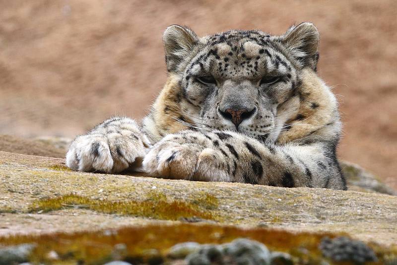 Z plzeňské zoologické zahrady.