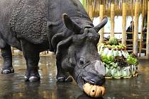 Nosorožec Baabuu měl z narozeninového dortu velkou radost