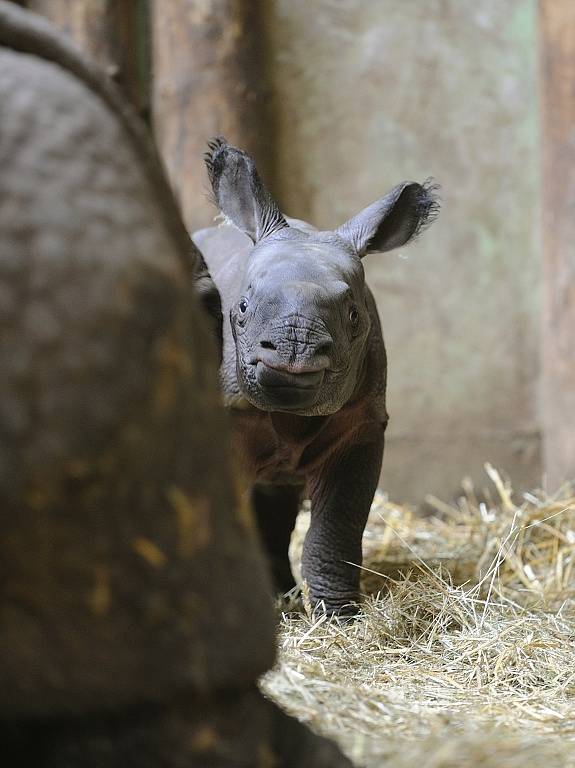 Nosorožec indický v plzeňské zoo