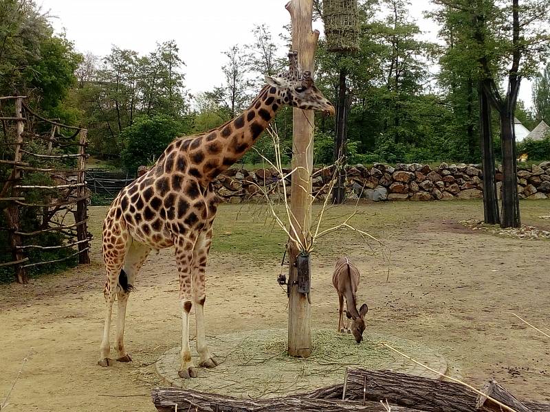 Návštěva v plzeňské zoo.