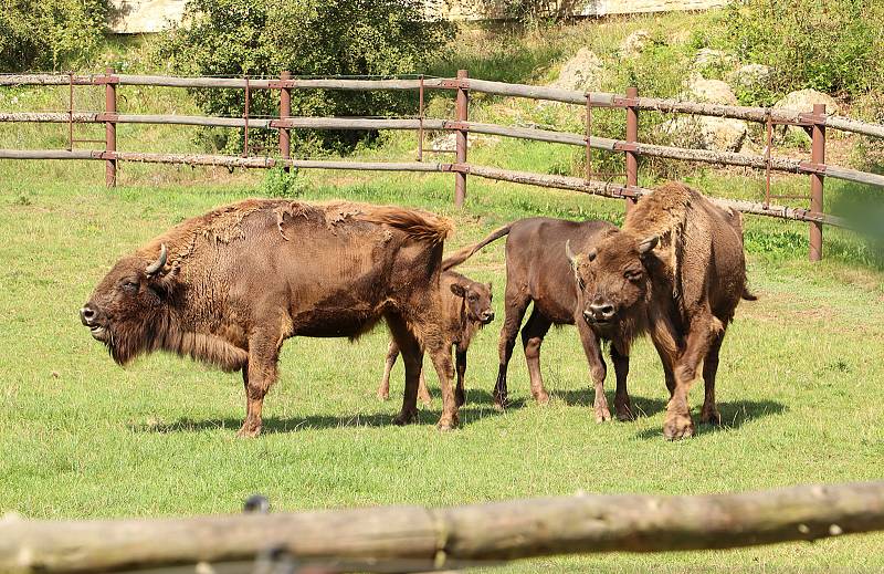 Z plzeňské zoologické zahrady.