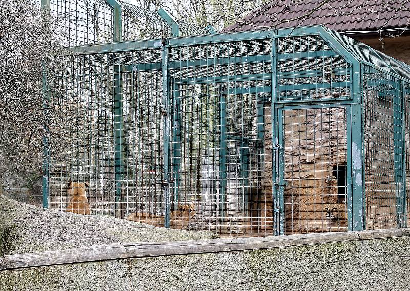 Do plzeňské zoologické zahrady dorazily jenom za sobotu více než dva tisíce návštěvníků.