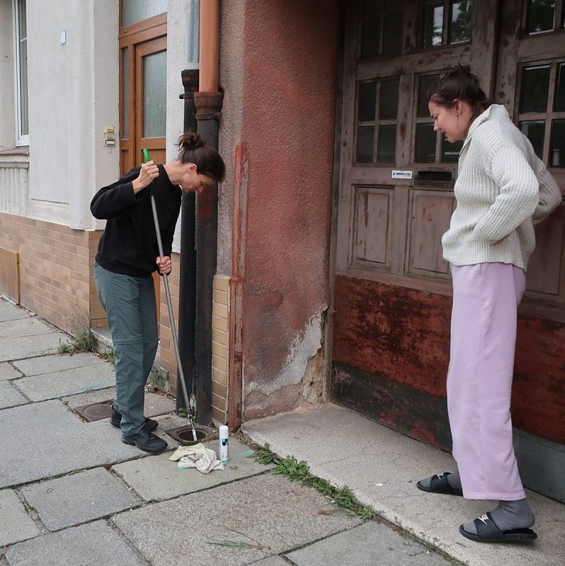 Ježka zvířecí záchranáři vyprostili z okapového svodu v ulici V Bezovce. Foto: DESOP