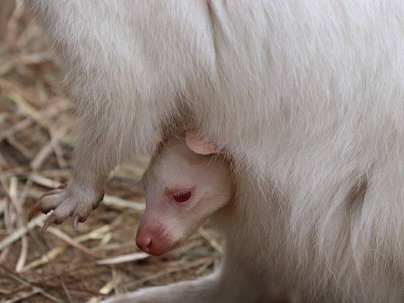 Klokaní mládě Jumpy v plzeňské zoo