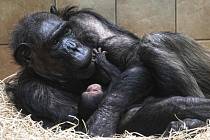 V ZOO Plzeň se narodilo mládě šimpanze.
