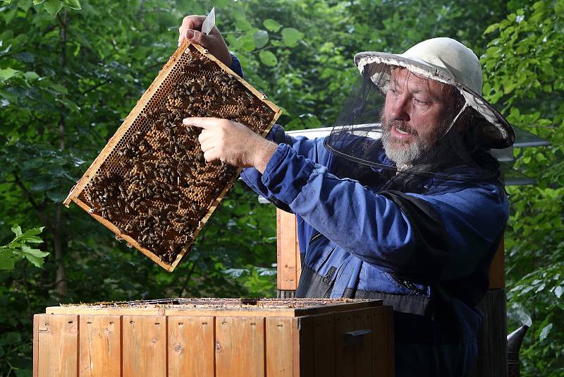 07 - Včely víčkují plod a vyzrálý med odlišným způsobem. Prázdné buňky včely vyčistí a připraví na další použití.