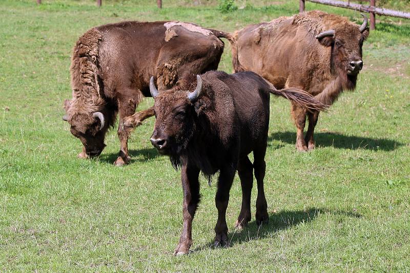 Mládě zubra v plzeňské zoo.