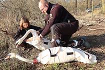 Po incidentu s kanoistou na Radbuze v Plzni musel být labuťák Trenér i s partnerkou odchycen a byli převezeni na klidnější lokalitu.