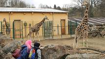 Do plzeňské zoologické zahrady dorazily jenom za sobotu více než dva tisíce návštěvníků.