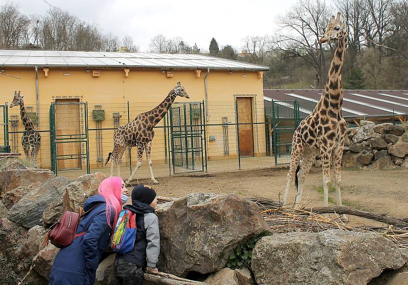 Do plzeňské zoologické zahrady dorazily jenom za sobotu více než dva tisíce návštěvníků.