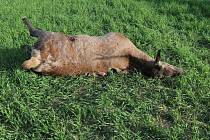 U Žinkov neznámý pytlák zastřelil jelena v době hájení.